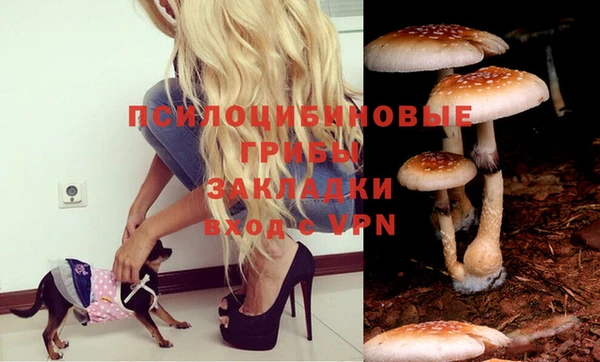 трава Белокуриха